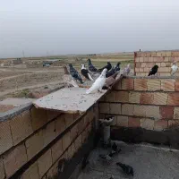 ۲۶ تا حیون