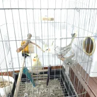 عروس هلندی|پرنده|پیرانشهر, |دیوار