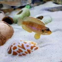 کالووس.پانک.اسلاتوس|ماهی|هشتگرد, شهرک اقدسیه|دیوار