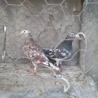 کبوترنامه بر نر