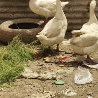 سه عددغاز دورگ یک غاز معمولی ویک غوغاز نر