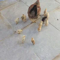 مرغ محلی با15جوجه ده روزه