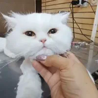 گربه اسکاتیش پرشین