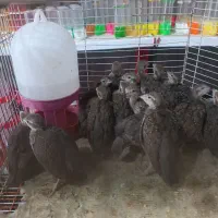 بلدرچین و جوجه رنگی موجود است
