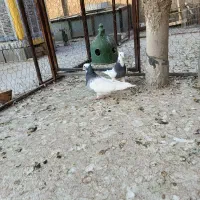 طوقی|پرنده|شیراز, شریف‌آباد|دیوار