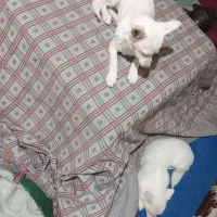 سک پاکوتا دوتا بفروش میرسد