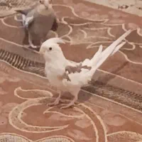 عروس هلندی ماده دوکت البینو