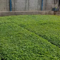 نشا گوجه فرنگی  بادمجان، فلفل دلمه، تند، شیرین