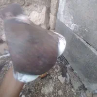کبوتر بوزک نر  و سینه  قهوای ماده