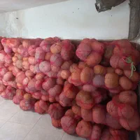 کدو زرد و شیرین|خوردنی و آشامیدنی|نوکنده, |دیوار