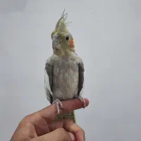 عروس هلندی دونه ای ۸۰۰