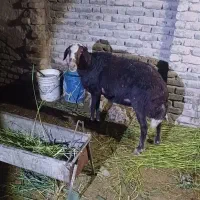 قوچ غزل