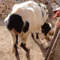 گوساله|حیوانات مزرعه|دوتپه, |دیوار