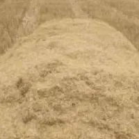 کاه سفید گندم درجه یک|خدمات باغبانی و درختکاری|کازرون, |دیوار