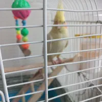 معاوضه عروس هلندی ماده لوتینو