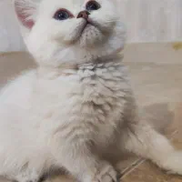 گربه بریتیش ماده