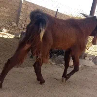 شنگول افغانی معاوضه|حیوانات مزرعه|اندیکا, |دیوار