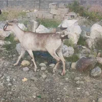 فروش گوسفند دورگه پاکستانی در رودان