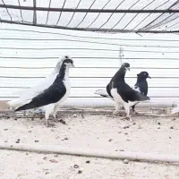 سلام ۱2 تا حیون فروشی کسی خواست ما در خدمتیم|پرنده|پائین جام, |دیوار