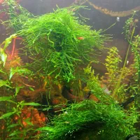 گیاه آکواریومی و خزه کریسمس