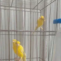 قناری|پرنده|تهران, هفت حوض|دیوار