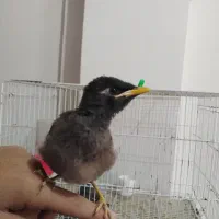 جوجه مینا