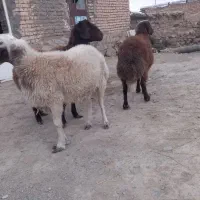 فروش بره نر