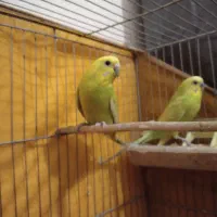 مرغ عشق  باجوجه