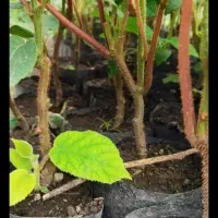 نهال کیوی تلخ به صورت کلی و جزیی|گل و گیاه طبیعی|حویق, |دیوار