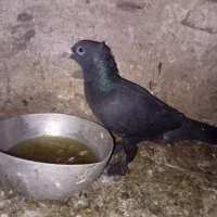 کفتر جفت زاغ کرمانی