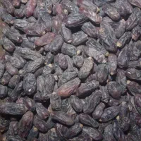 فتگگرنکتو پیمازو و بادلمی مضافتی|عمده‌فروشی|جالق, |دیوار