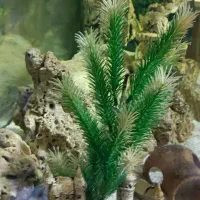 آکواریوم|ماهی|رشت, دیانتی|دیوار