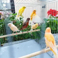 همه رنگ ونژاد،ماتیکی،سرخ سوخته،برفکی،موزاییکی|پرنده|آباده, |دیوار