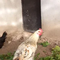 فروش مرغ و خروس محلی