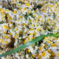 گل نرگس|گل و گیاه طبیعی|آغاجاری, |دیوار