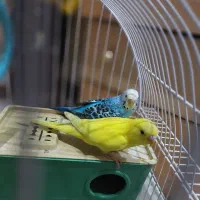 مرغ عشق  نور و ماده