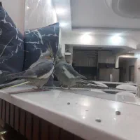 معاوضه عروس هلندی با مینا