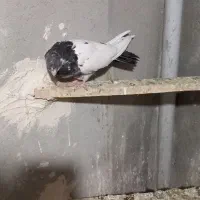 کبوتر ماده کله دم سبز نوک ریز|پرنده|کبودرآهنگ, |دیوار