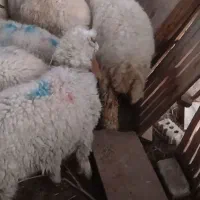 بره|حیوانات مزرعه|شوش, |دیوار