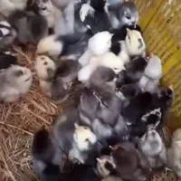 جوجه گلین همراه با مادر