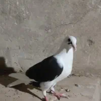 دوکت سیاه نر