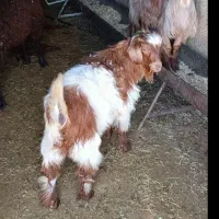 خرید و فروش بز و گوسفند