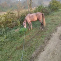 اسب|اسب و تجهیزات اسب‌سواری|فومن, |دیوار