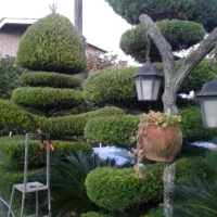 باغبانی سمپاشی علفتراشی هرس