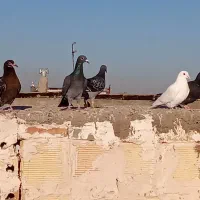 مشهد کفتر کفتر مسافت آدرس مشهد