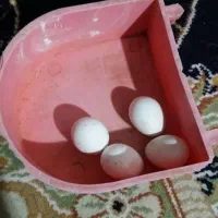 عروس هلندی جفت جوان