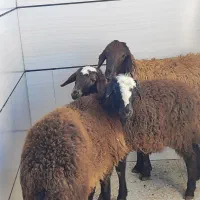 نقد و اقساط،گوسفند قربانی