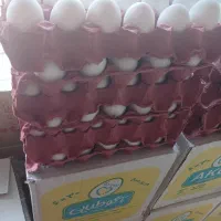 پخش تخم مرغ