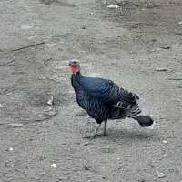 بوقلمون ماده