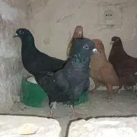 چند عدد حیون قلدر